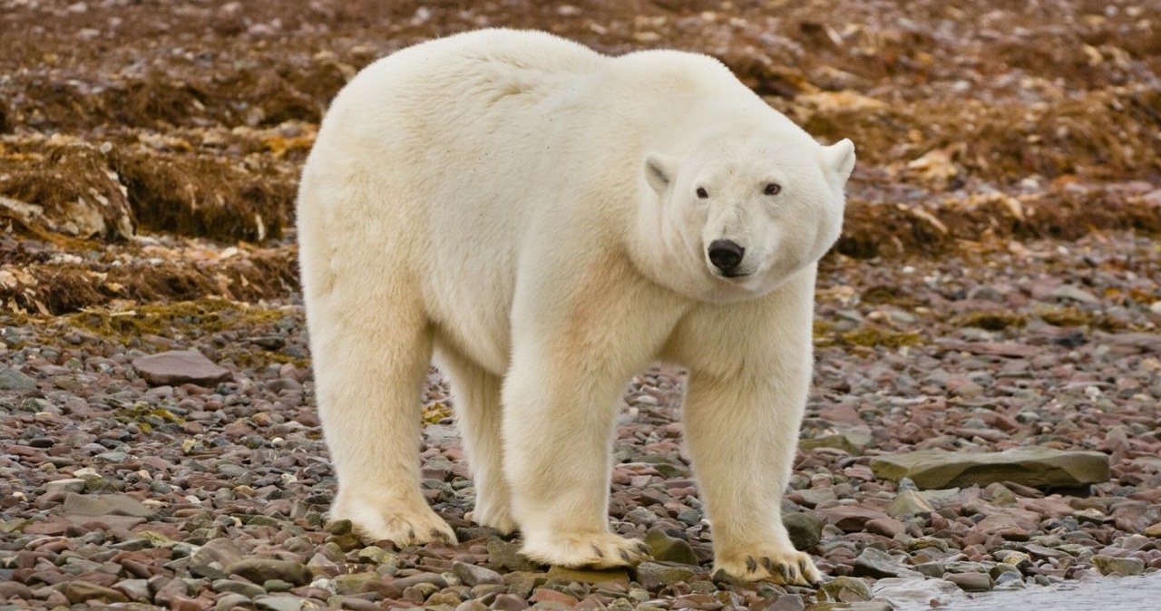 Niedźwiedzie polarne próbują dostosować się do zmian zachodzących w środowisku /Science Photo Library /East News