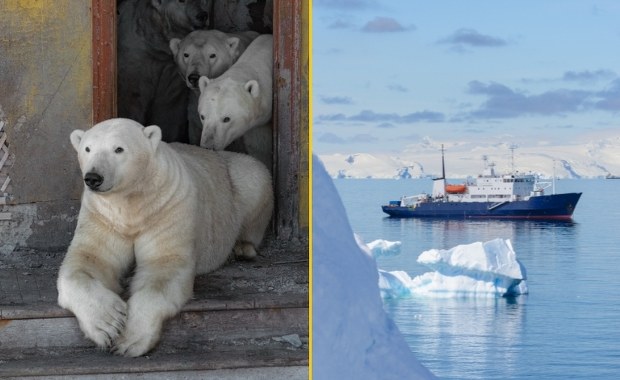 Niedźwiedzie polarne w opuszczonej bazie. Co za zdjęcia