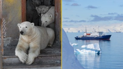 Niedźwiedzie polarne w opuszczonej bazie. Co za zdjęcia