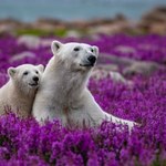 Niedźwiedzie polarne wcale nie są białe. To iluzja, która pozwala przetrwać