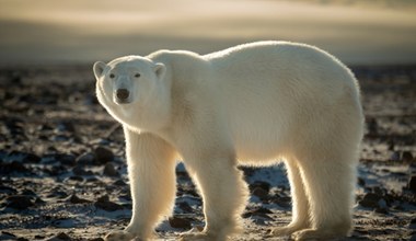 Niedźwiedzie polarne zagrożone. Nowe badania alarmują