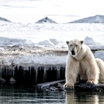 Niedźwiedzie polarne zmieniają dietę? Może to być skutkiem ocieplenia klimatu