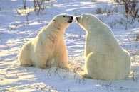 Niedźwiedzie polarne /Encyklopedia Internautica