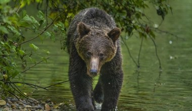 Niedźwiedzie ruszyły w wyższe partie gór. Tam znajduje się ich przysmak