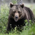 Niedźwiedzie sieją postrach u sąsiada Polski. Powód nie jest oczywisty
