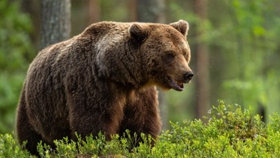 Niedźwiedzie śmielej podchodzą do zabudowań. Zatwierdzono metody płoszenia