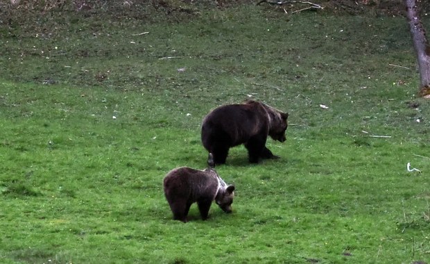 Niedźwiedzie spacerowały w rejonie Kuźnic [FILM I ZDJĘCIA]