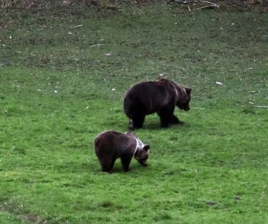 Niedźwiedzie spacerowały w rejonie Kuźnic [FILM I ZDJĘCIA]