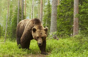 Niedźwiedzie szaleją w Tatrach. Można je spotkać nawet w miastach