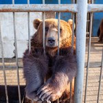 Niedźwiedzie uratowane z Ukrainy trafiły do poznańskiego Nowego Zoo