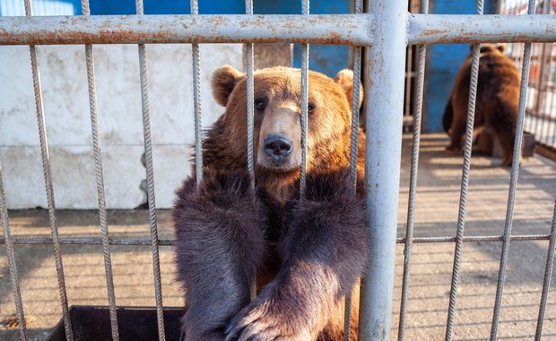 Niedźwiedzie uratowane z Ukrainy trafiły do poznańskiego Nowego Zoo