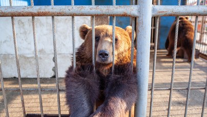 Niedźwiedzie uratowane z Ukrainy trafiły do poznańskiego Nowego Zoo