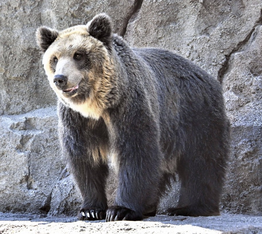 Niedźwiedzie w Japonii atakują coraz częściej /PAP/Newscom