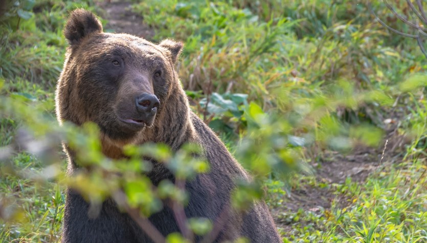 Niedźwiedzie w Japonii padają z głodu. Powód jest smutny i zaskakujący