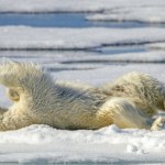 Niedźwiedzie w jednym miejscu radzą sobie dobrze. To jednak kwestia czasu