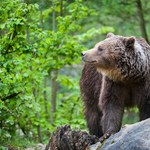 Niedźwiedzie w Polsce. Dlaczego jest ich tak mało i czy trzeba się ich bać?