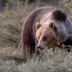 Niedźwiedzie w Tatrach jeszcze nie układają się do snu 