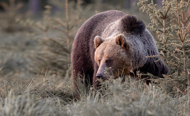 Niedźwiedzie w Tatrach jeszcze nie układają się do snu 
