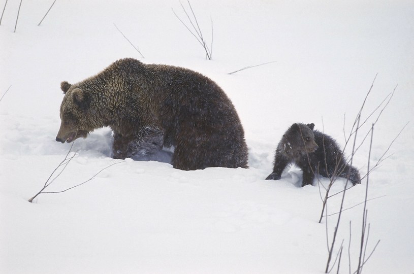 Niedźwiedzie wcale nie przesypiają zimy głębokim snem. Niektóre mogą w ogóle nie zasnąć. Co warto wiedzieć na ten temat? /JAAKKO AVIKAINEN /East News