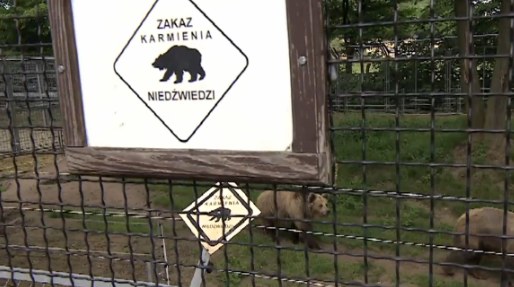 Niedźwiedzie wcale nie są takie potulne, na jakie wyglądają /TVN24/x-news