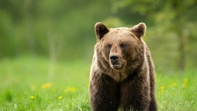 Niedźwiedzie wchodzą do miast i wsi w Rumunii. Nakazano odstrzał