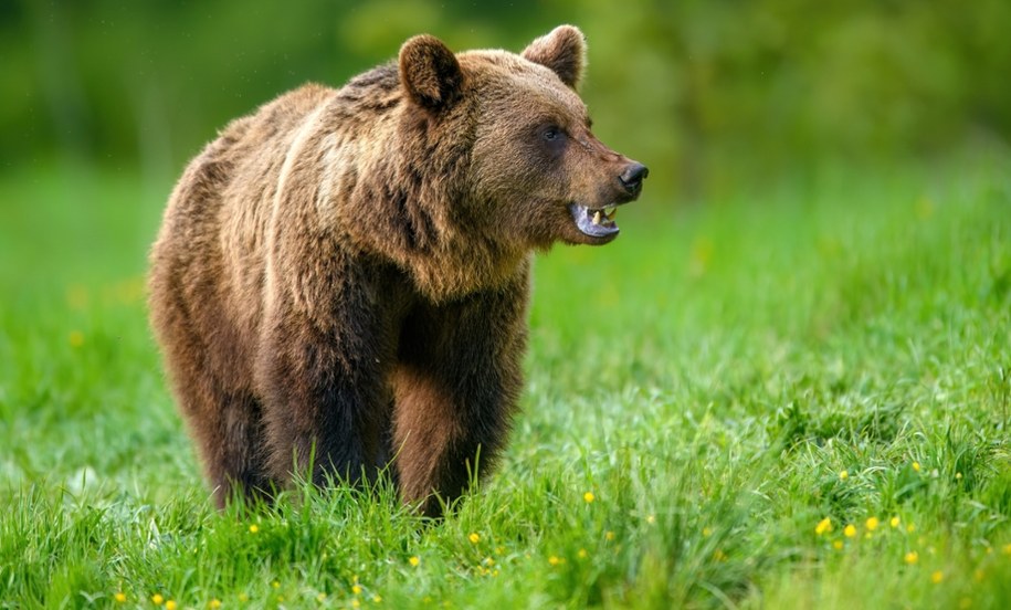 Dlaczego niedźwiedzie wróciły do Beskidu Niskiego? Powodów jest kilka