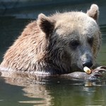 Niedźwiedzie znikną z wybiegu przy Alei Solidarności. To tam wtargnął pijany 23-latek