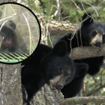 Niedźwiedzie zorganizowały zapasy na trampolinie