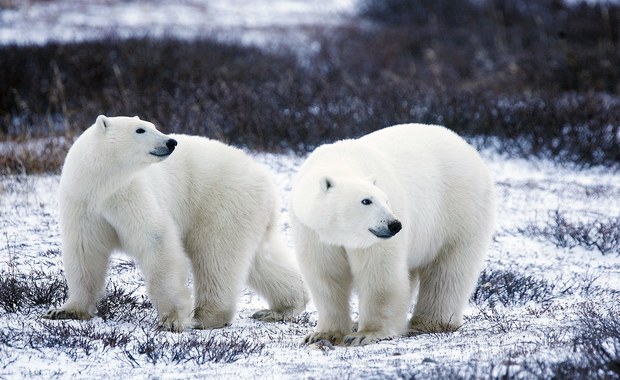 Niedźwiedziom polarnym grozi zagłada. Za 100 lat może ich już nie być 