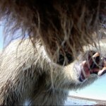 Niedźwiedziom zamontowali obroże z kamerami. Tego nie wiedzieliśmy o grizli