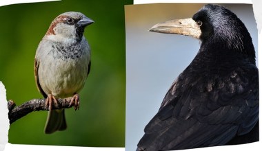 Niegdyś w Polsce były liczne, teraz głodują. Tracimy znane ptaki