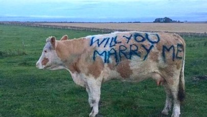 Niekonwencjonalne oświadczyny w Szkocji. Mężczyzna wykorzystał do nich krowę