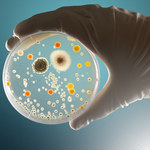 Niektóre bakterie mogą przetrwać bez pokarmu ponad 1000 dni