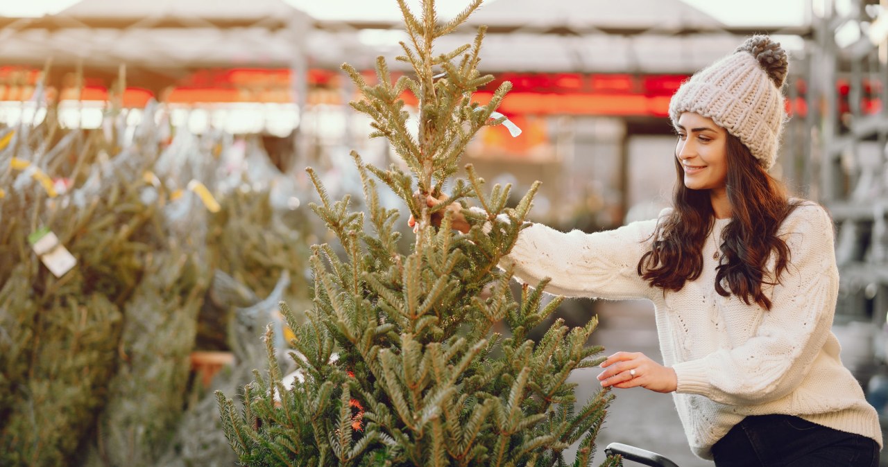 Niektóre drzewka mają większą tendencję do gubienia igieł. Warto o tym pamiętać przed zakupem choinki. /123RF/PICSEL