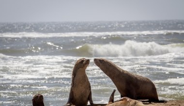 Niektóre foki łysieją. Winne mogą być zmiany klimatyczne