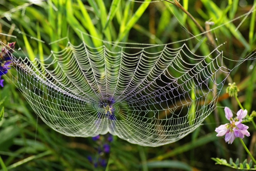 Niektóre gatunki pająków żerują na roślinach. Wysysają z nich soki i doprowadzają do wysychania /123RF/PICSEL