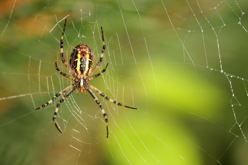 Niektóre osoby na widok pająka reagują panicznym lękiem /123/RF PICSEL