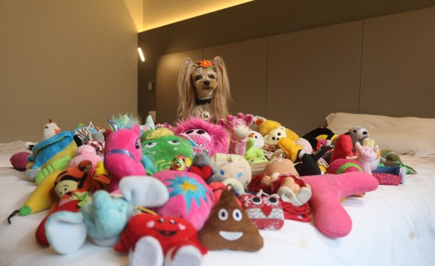 Niektóre psy uczą się nowych słów niezwykle szybko