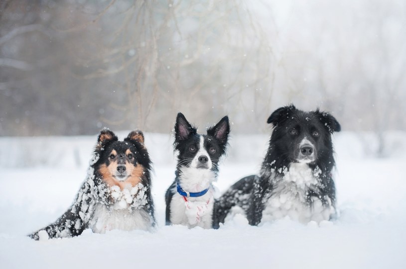Niektóre rasy psów nieco lepiej znoszą zimno, niż pozostałe /123RF/PICSEL