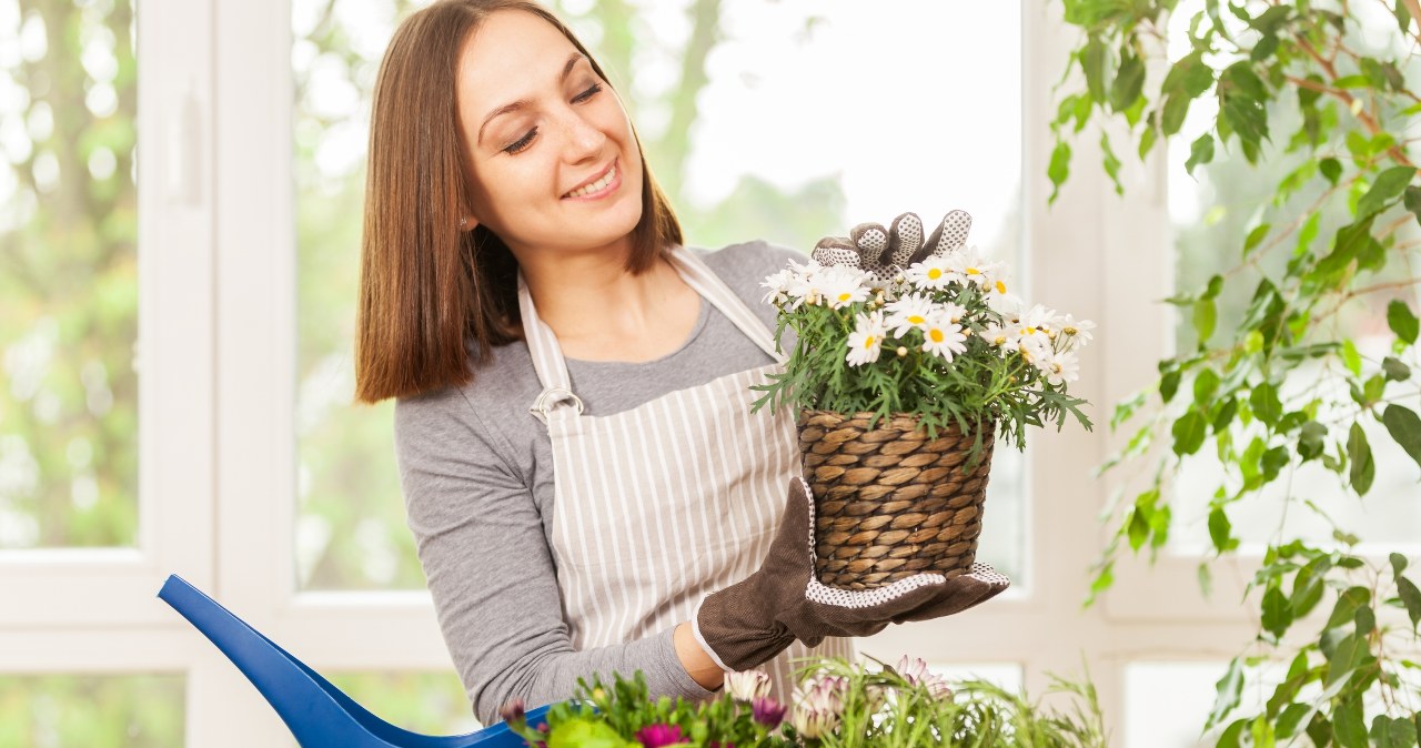 Niektóre rośliny doniczkowe będą bardzo zadowolone ze stosowania odżywki z herbaty. W przypadku innych taki nawóz może się nie sprawdzić. /123RF/PICSEL