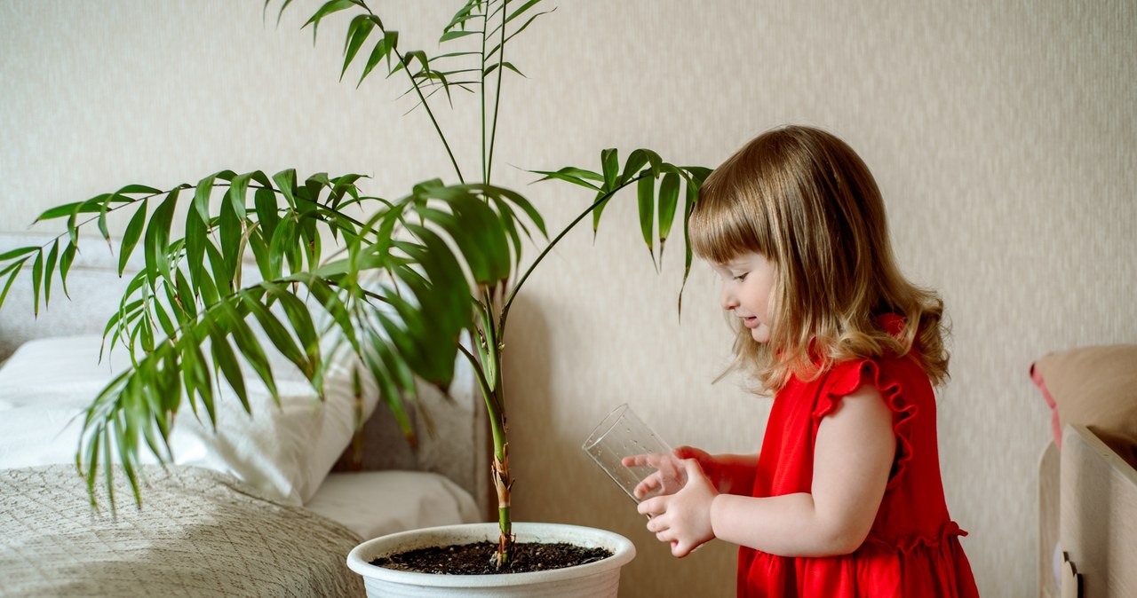 Niektóre rośliny doniczkowe mogą okazać się śmiertelnie niebezpieczne dla dzieci /Pixel