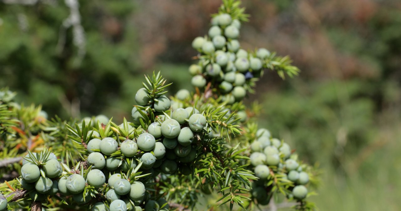 Niektóre rośliny, jeśli wierzyć przesądom, mogą przynieść sporo szczęścia /123RF/PICSEL