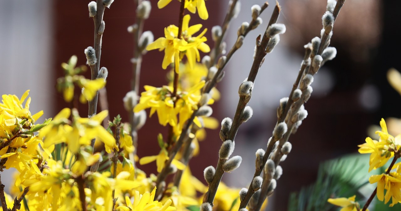 Niektóre rośliny możesz mieć w wazonie w środku zimy. Wystarczy, że zaczniesz pędzić gałęzie. /123RF/Picsel, 123RF/Picsel /Pixel