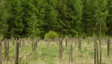 Niektóre rosną kilkadziesiąt lat. Reporterka weszła do leśnego przedszkola