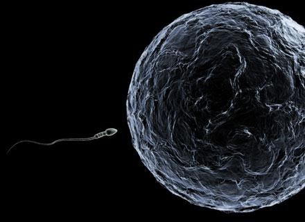 Niektóre zaburzenia składu chromosomów komórki jajowej nie mają związku z wiekiem kobiety /&copy; Panthermedia