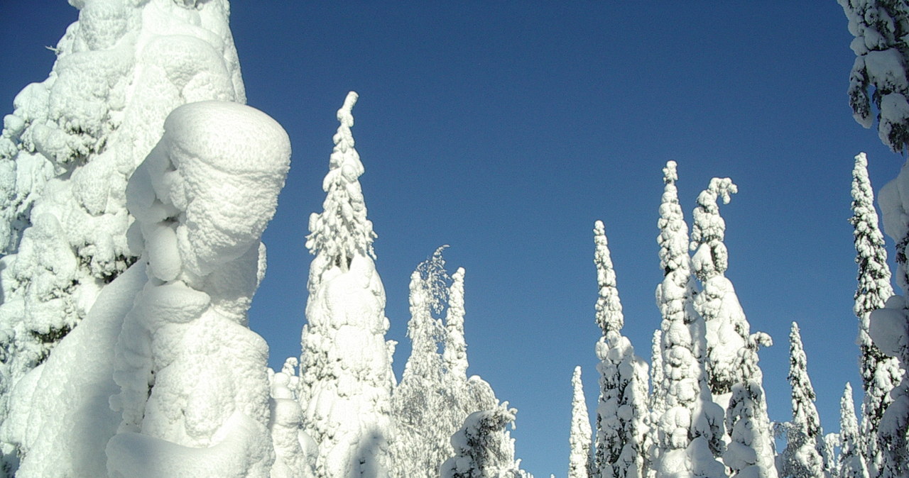 Niektórych fascynują wizualne aspekty burzy śnieżnej, takie jak wyładowania przy jednoczesnych opadach śniegu oraz osiadanie dużej ilości puchu na drzewach, co tworzy malownicze krajobrazy. /Muu-karhu /Wikimedia