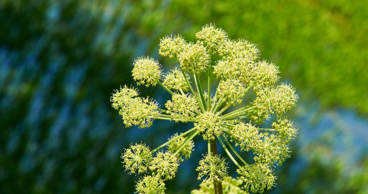 Niektórzy biorą tę roślinę za chwast - to błąd /fanfo /123RF/PICSEL