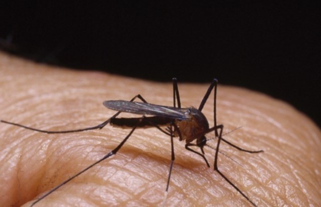 Niektórzy z nas przed komarami nie uciekną /123RF/PICSEL