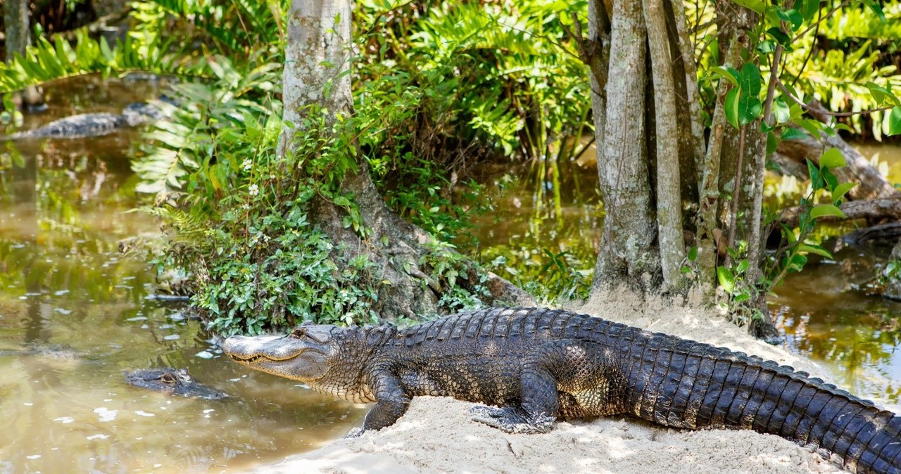 Niekwestionowanym symbolem Parku Narodowego Everglades jest aligator amerykański /123RF/PICSEL