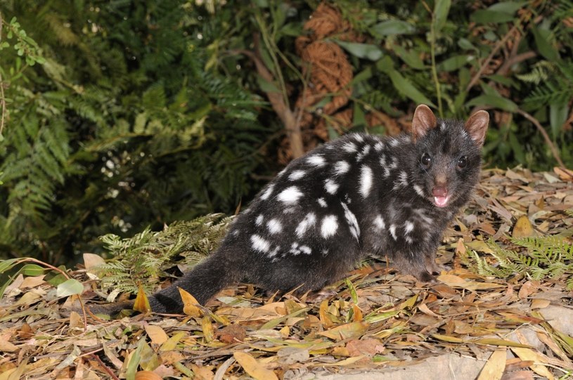 The spotted hawk is a close relative of the Tasmanian devil.  /Dave Watts/Getty Images